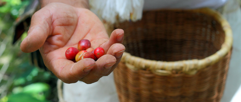 La organización campesina indígena frente al libre mercado. El caso de los pequeños productores de café en México
