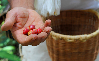 La organización campesina indígena frente al libre mercado. El caso de los pequeños productores de café en México