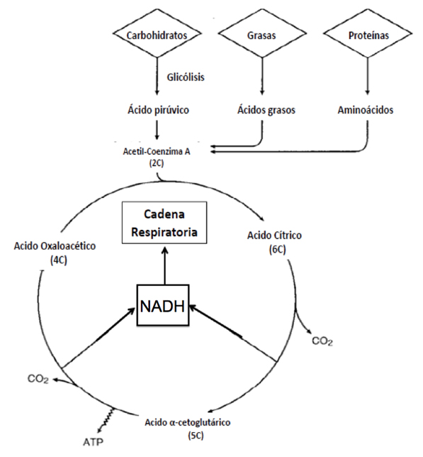 Ciclo de Krebs