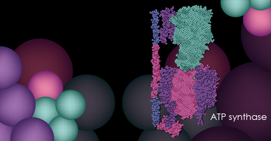  Imagen basada en  Lyndsay Stephenson BSc, MScBMC  Biomedical Illustrator & Media Designer. 
