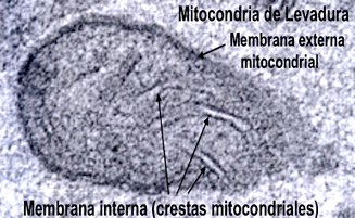 La bioenergética, las mitocondrias y la fosforilación oxidativa
