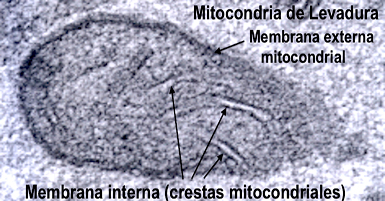 La bioenergética, las mitocondrias y la fosforilación oxidativa