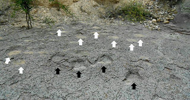 Rastros de icnitas circulares de saurópodos en San Juan Raya