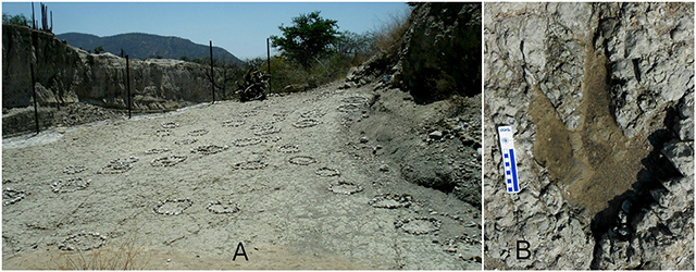 Rastros de icnitas circulares de saurópodos en San Juan Raya