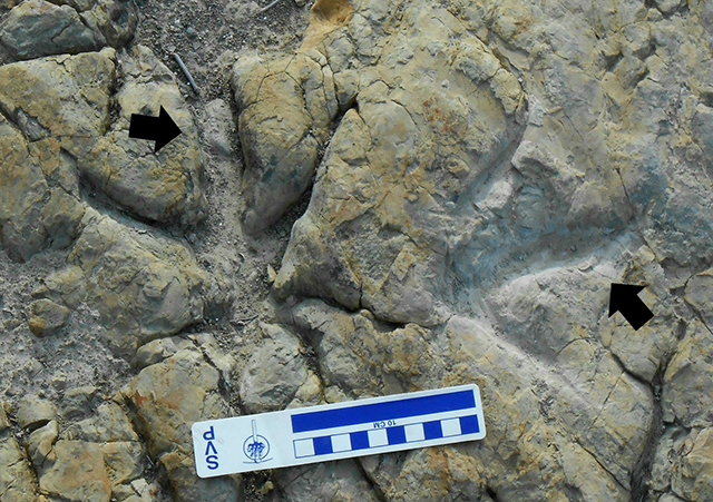 Icnitas de posibles terópodos pequeños en Rincón Colorado