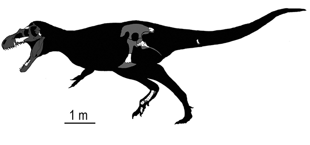 Representación esquemática de los huesos encontrados de Labocania anomala