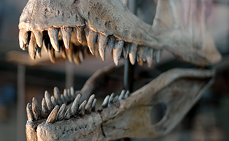 Los dinosaurios de México: su historia contada por huesos y dientes