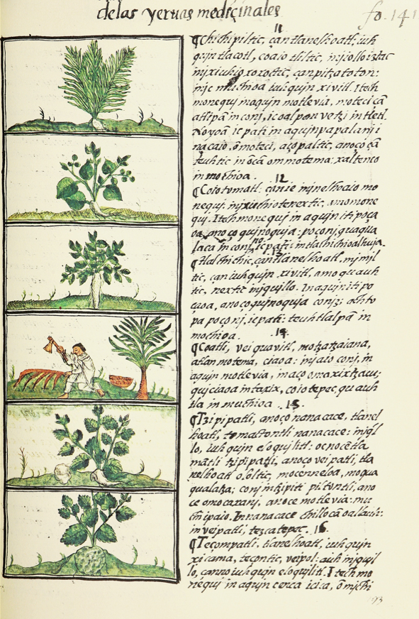 Naturaleza en papel: dos historias del siglo XVI