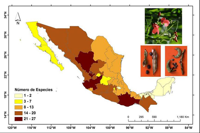 Distribución de las especies silvestres de Phaseolus 