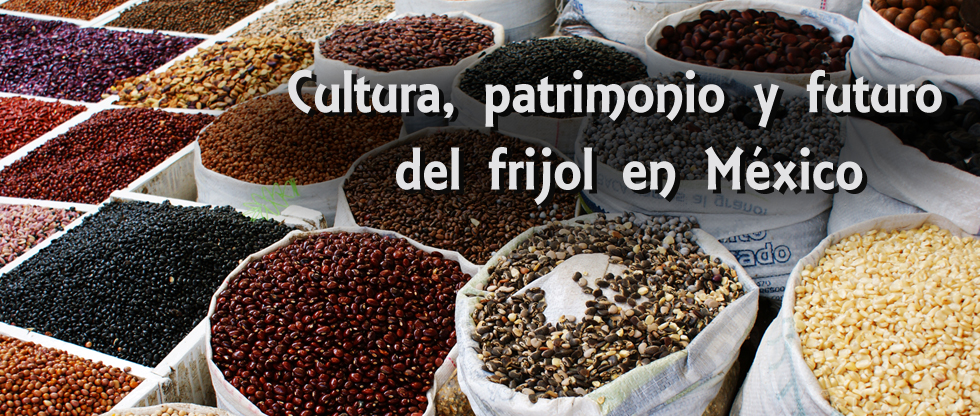 Cultura, patrimonio y futuro del frijol en México