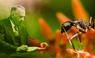 De profesional a experto: William Morton Wheeler 