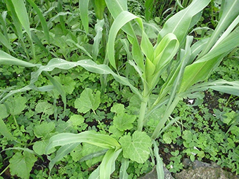 Cultivo de maíz con calabaza