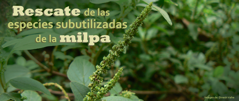 Rescate de las especies subutilizadas de la milpa