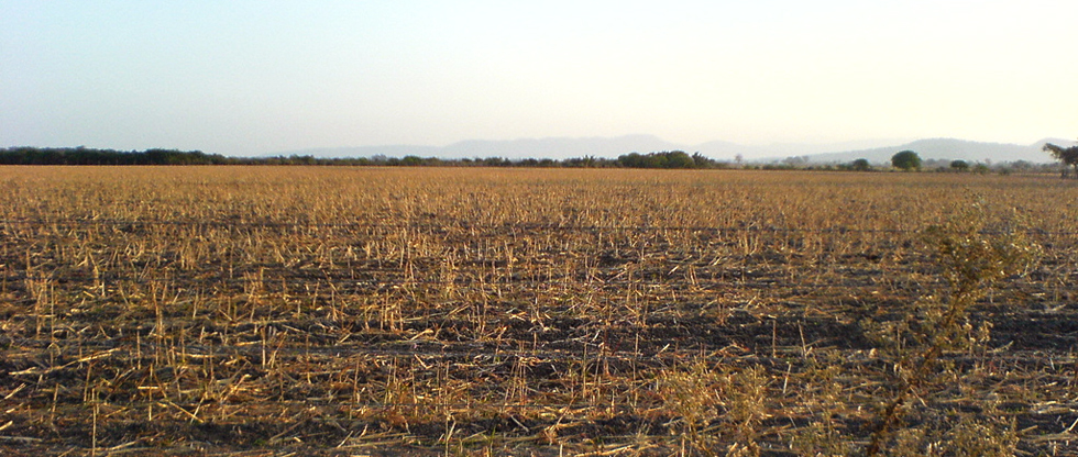 La crisis del modelo alimentario en México. Entrevista a Ricardo Acosta Suárez 

