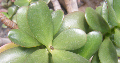 Titulo: VERDOLAGA ARBÓREA-D (Portulacaria afra)
ES CANARIAS INSTITUTO
