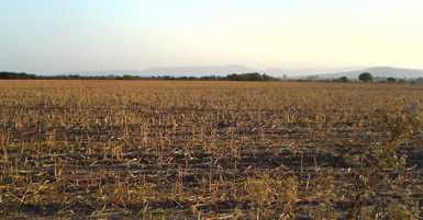 Campos de cultivo. Imagen de Emerson Posadas sitio web https://goo.gl/GuHYoL