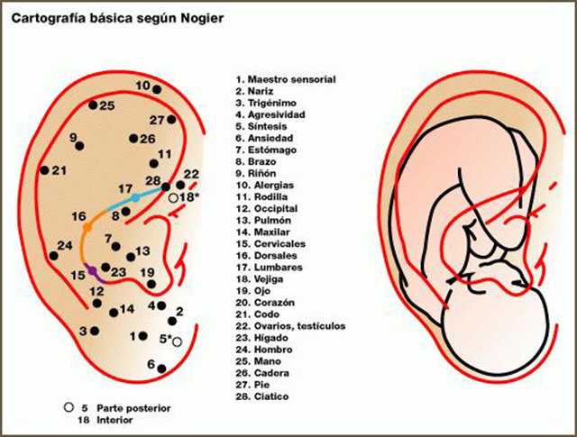 Cartografía básica según Nogier