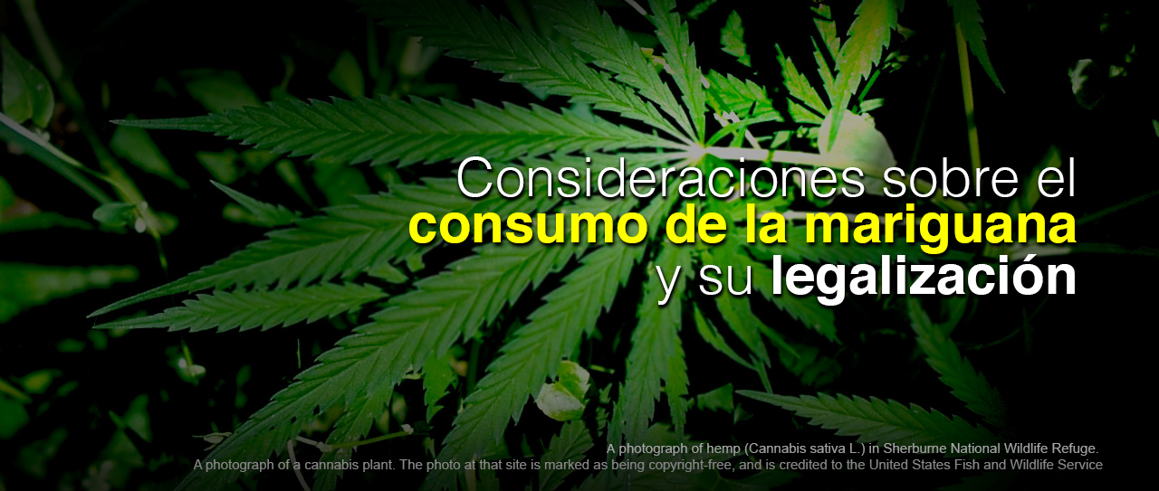 Consideraciones sobre el consumo de la mariguana y su legalización