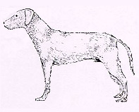 Perro común
