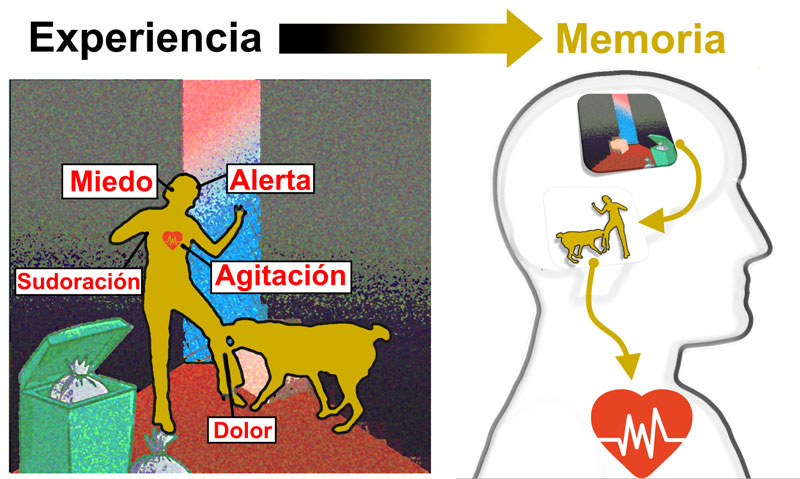 Formación de una memoria asociativa