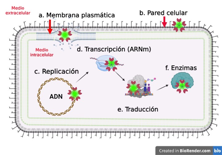 Blancos moleculares de los antibióticos