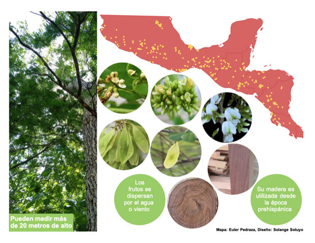 Distribución en México y Centroamérica de las especies de Dalbergia