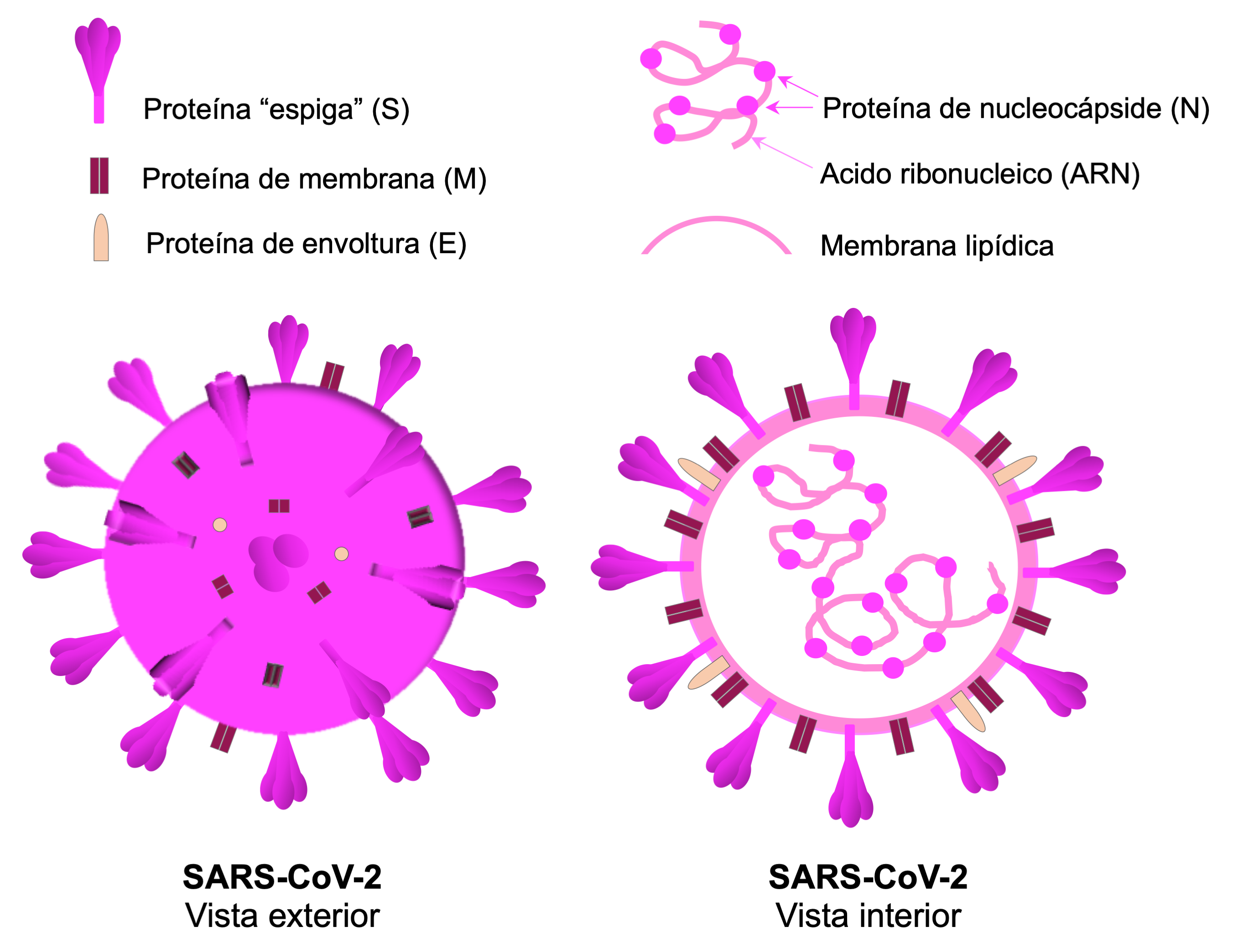 SARS-CoV-2 componentes