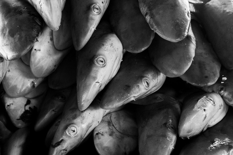 Individuos de tiburón azul capturados