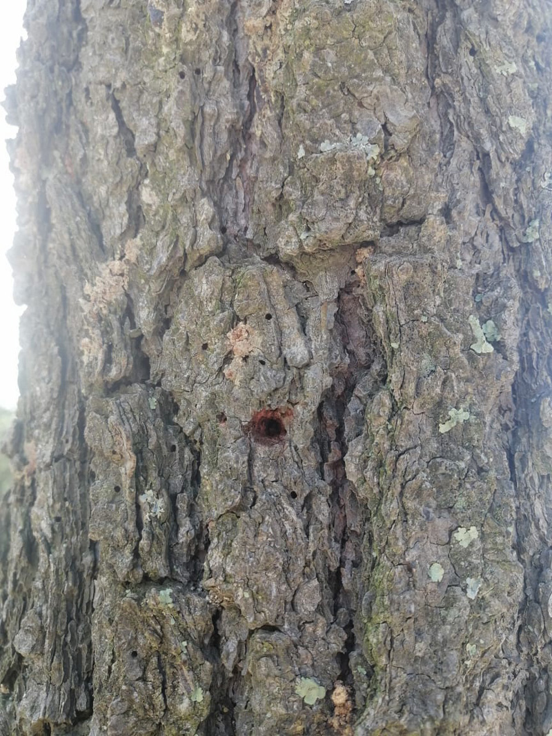 Agujero en corteza del árbol