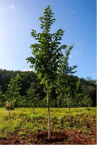 Árbol de capomo