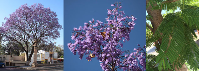 Árbol de jacaranda con detalle de flores y hojas