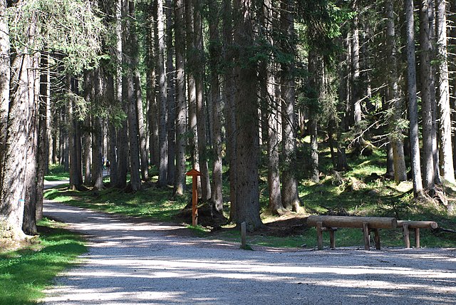 El bosque de Paneveggio