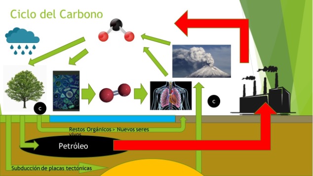 Ciclo de carbono