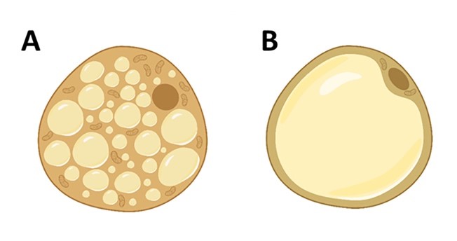 diferencias morfologicas en adipocitos del tejido adiposo