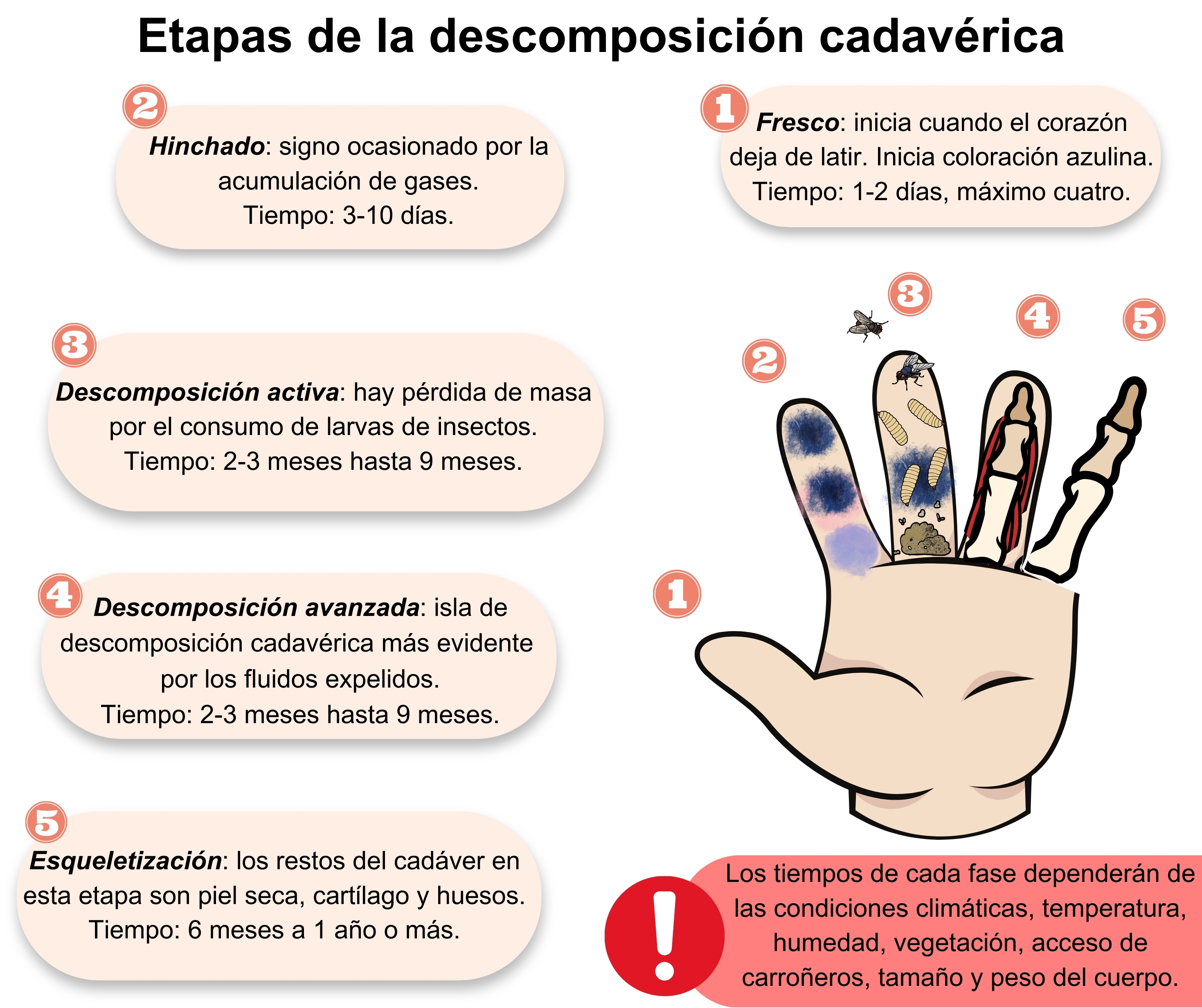 Fases de la descomposición cadavérica