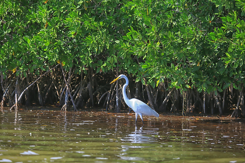 Garza en un manglar