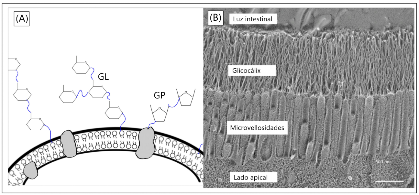 El glicocáliz, la cubierta azucarada de las células.