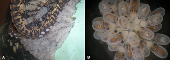 Pulpo Octopus bimaculatus Verrill