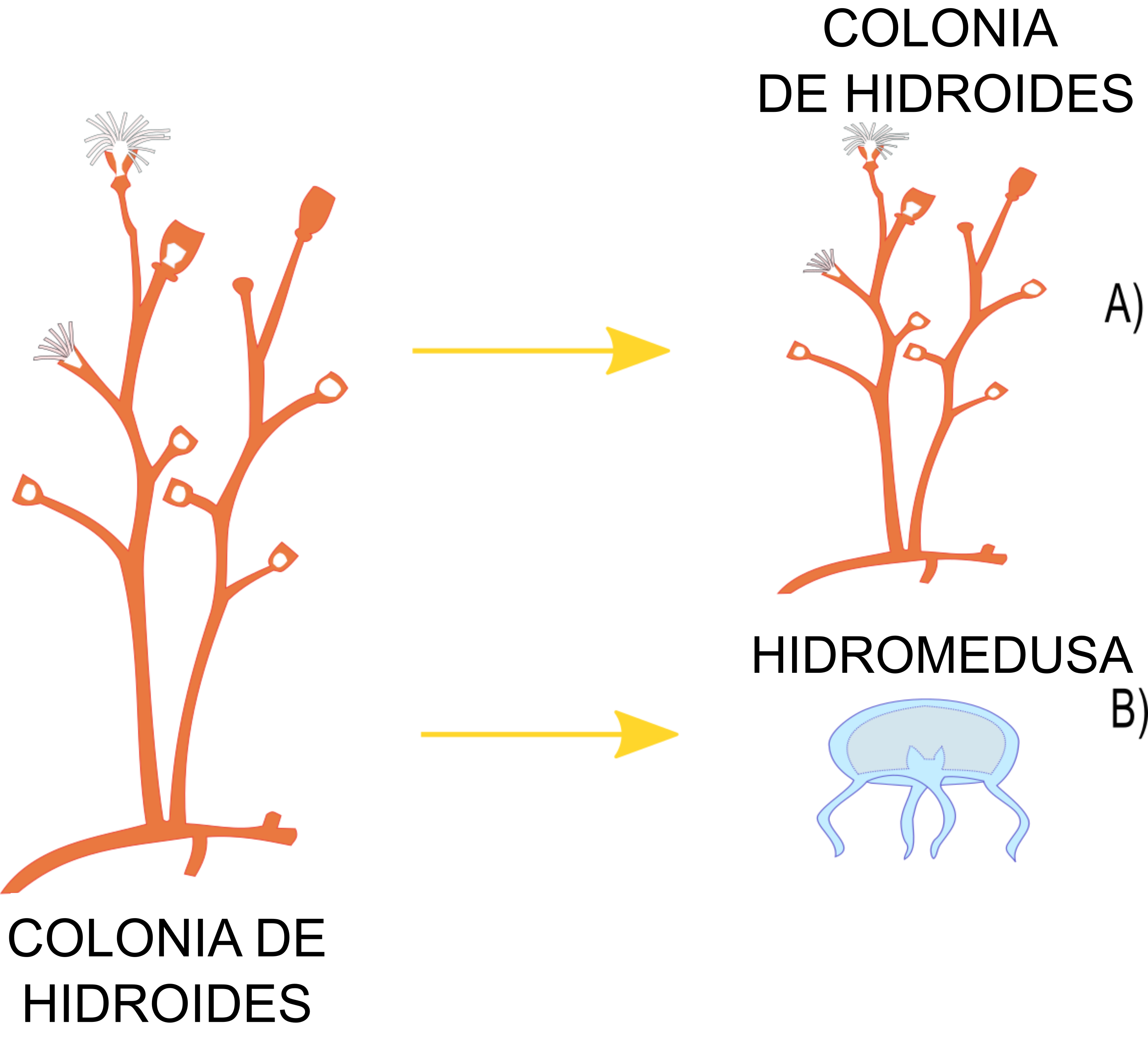 Psittacanthus calyculatus y Psittacanthus auriculatus. Crédito: María José Pérez-Crespo.