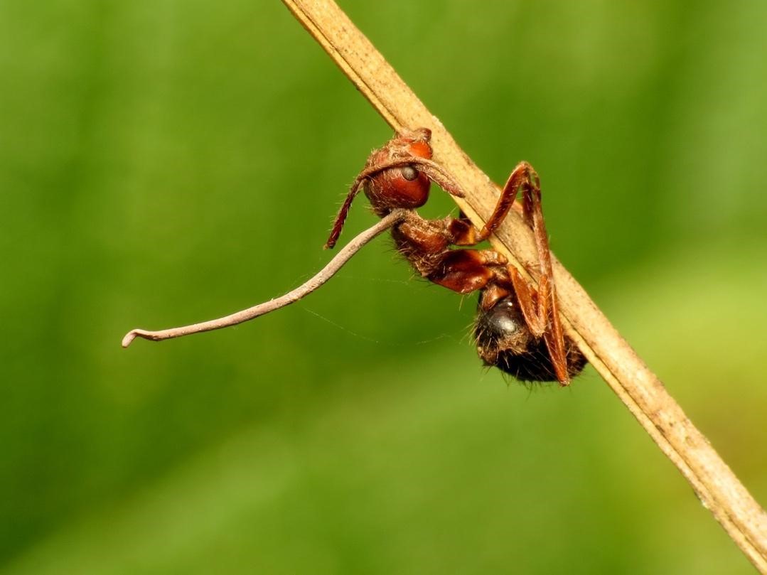  Hormiga infectada por el hongo Ophiocordyceps