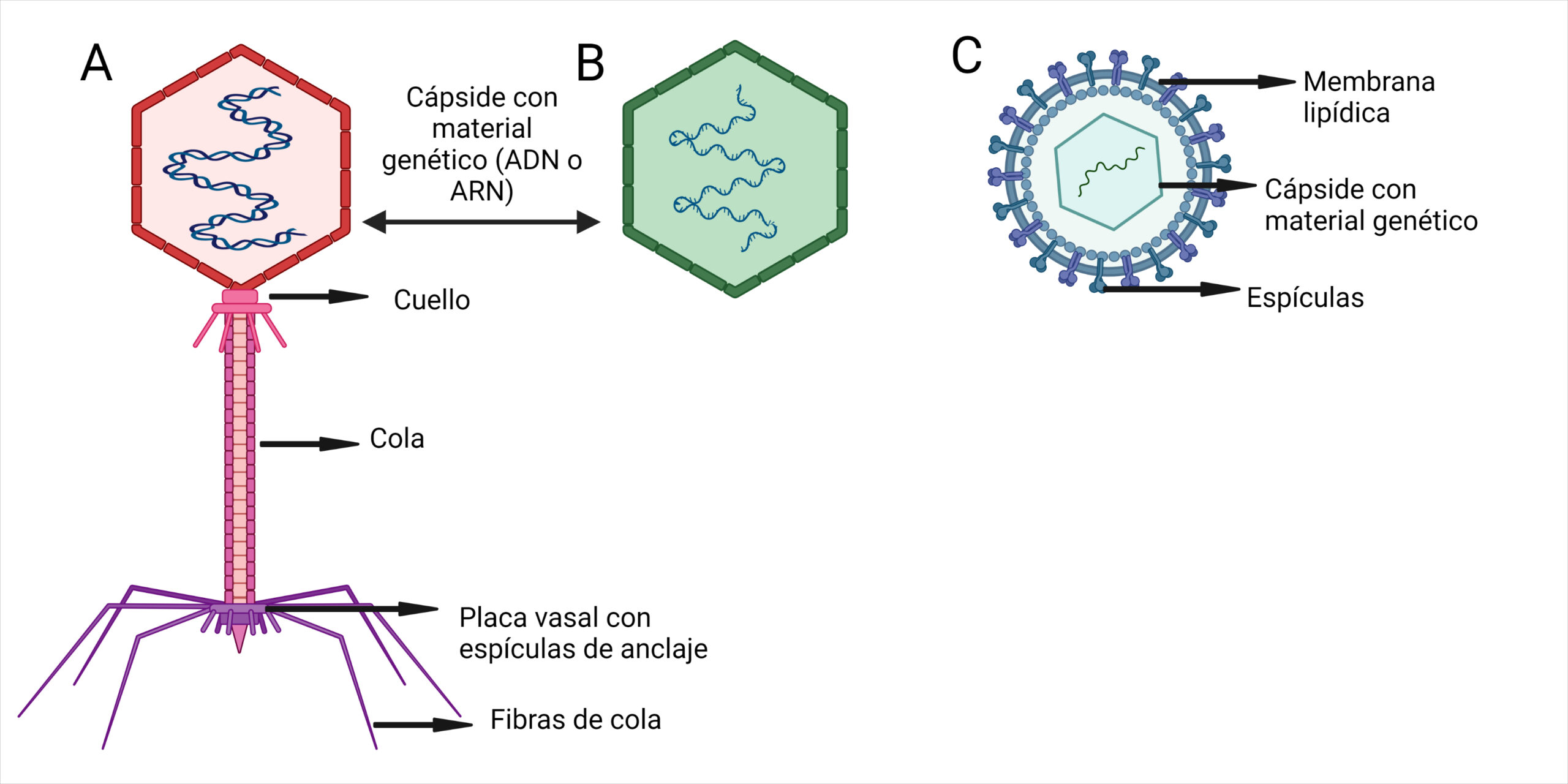 Representacion grafica de diferentes virus