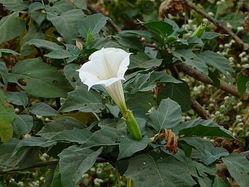 Planta de toloache