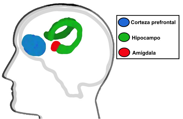 Principales estructuras cerebrales que procesan experiencias emocionalmente negativas