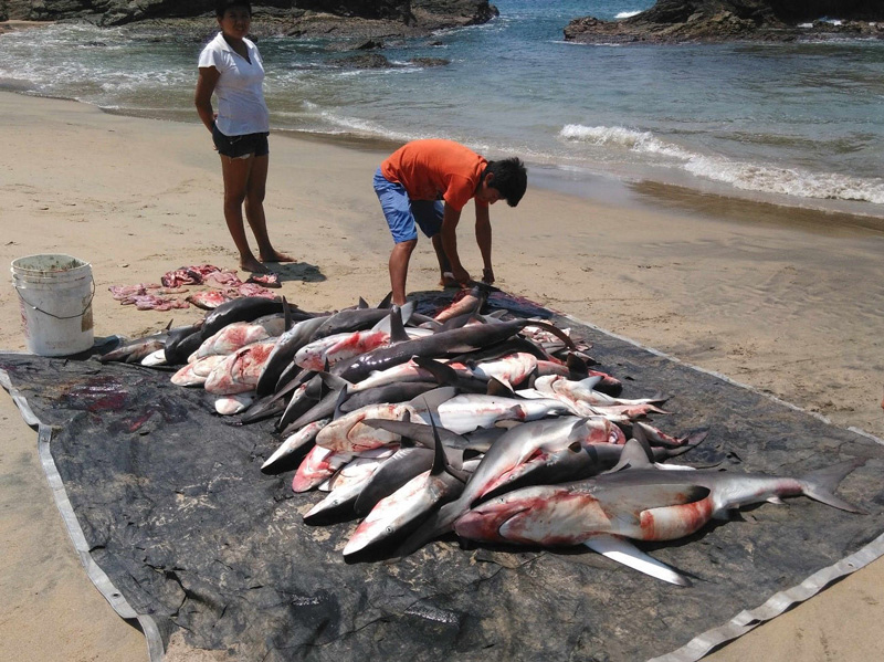 Varias especies de elasmobranquios capturadas