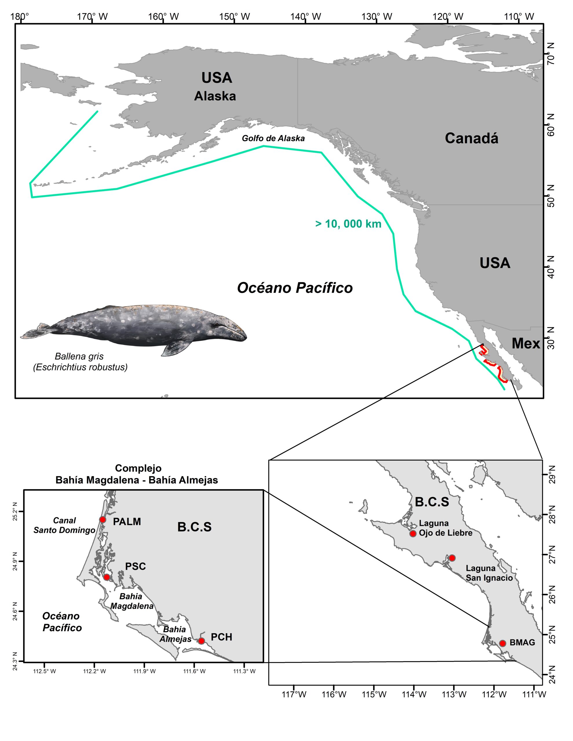 Ruta de migración y principales bahías de reproducción y crianza de la ballena gris