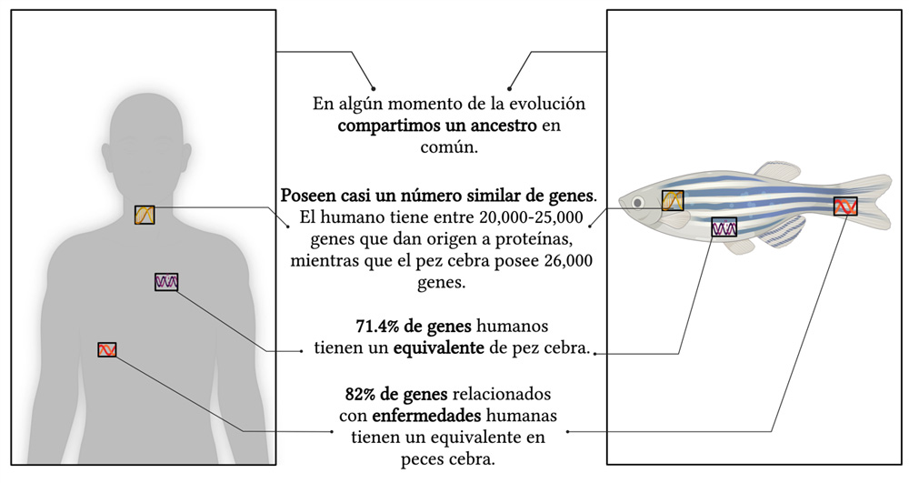 Similitudes entre humanos y peces cebra