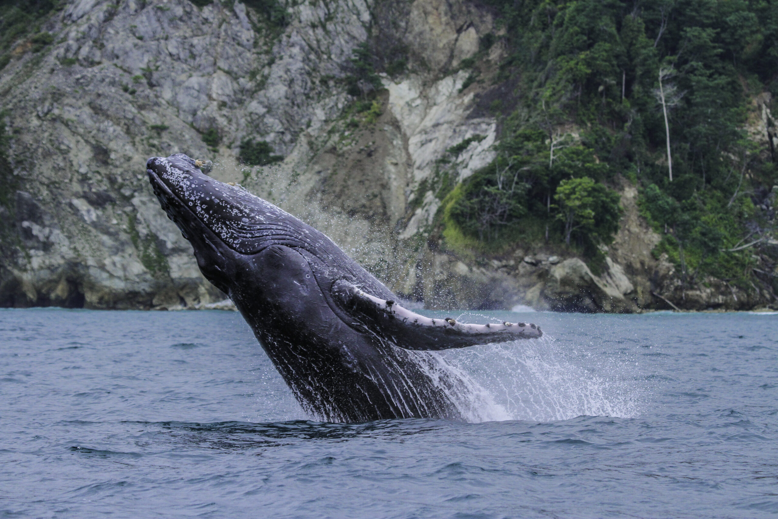 Ballena jorobada adulta