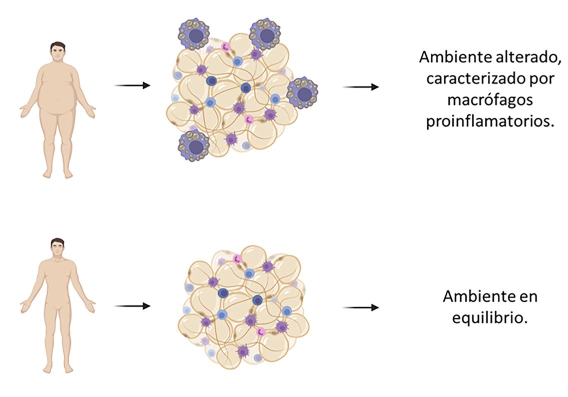 cambios generados en sistema inmune debido a obesidad