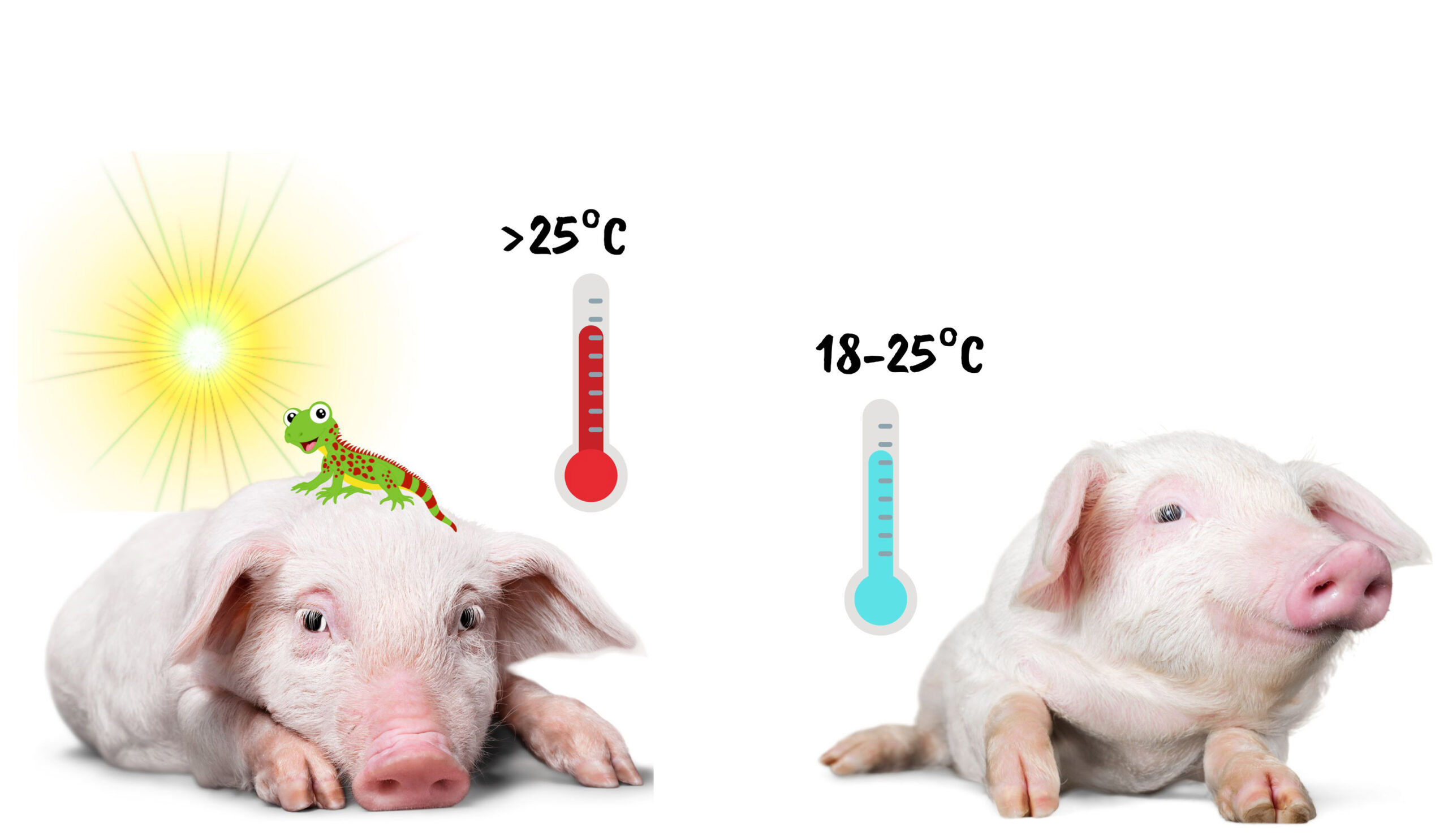 Cerdo con y sin estrés por calor