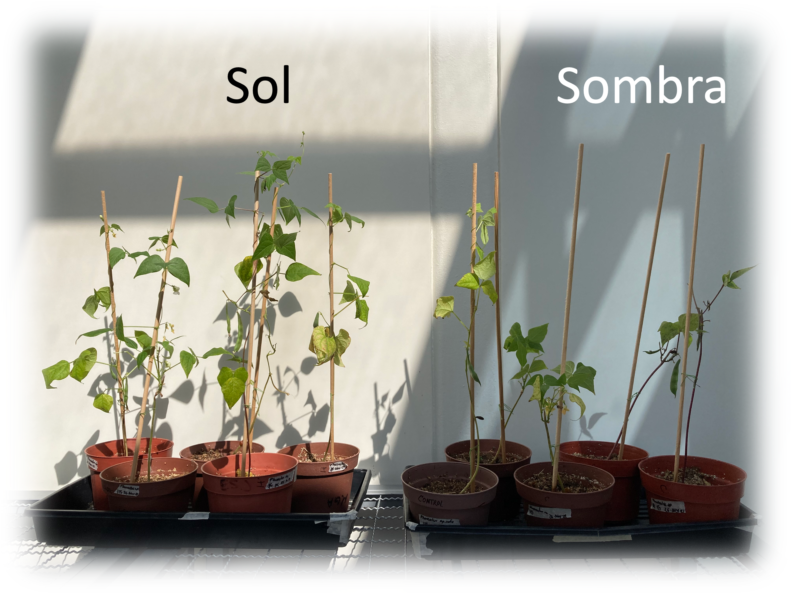 Efecto de la luz en el crecimiento de plantas de frijol